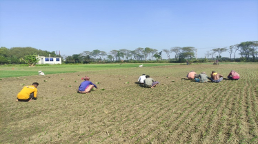আগাম পেঁয়াজ চাষে ব্যস্ত কৃষকেরা আগাম পেঁয়াজ চাষে ব্যস্ত কৃষকেরা