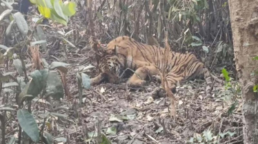 হরিণ শিকারে পাতা ফাঁদে আটকা বাঘ উদ্ধার
